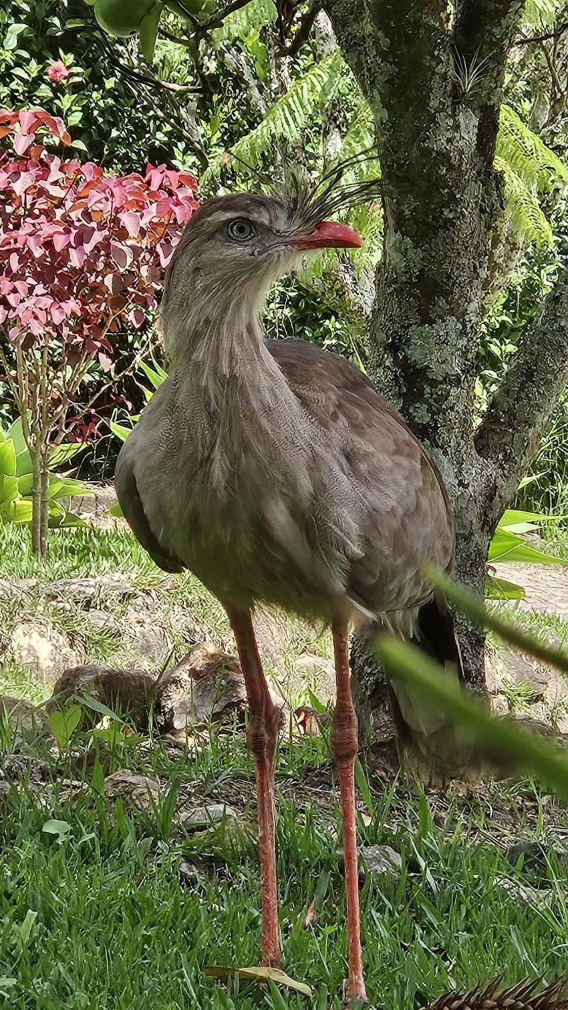 サン・ベント・ド・サプカイー Chale Refugio Da Pedra Spヴィラ エクステリア 写真